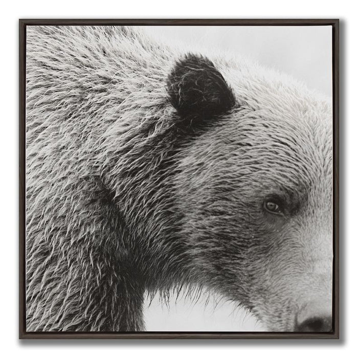 Closer Look ( Bear)