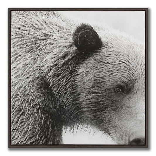 Closer Look ( Bear)