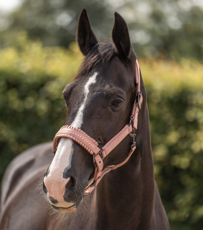 Halter Rosy - Full